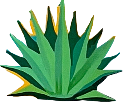 agave