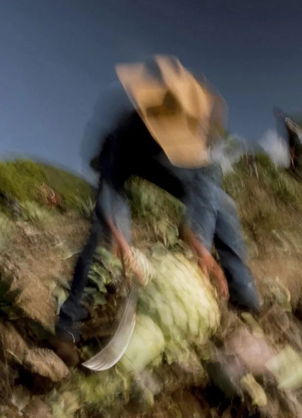 DNA Mezcal 1