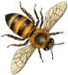 abeja