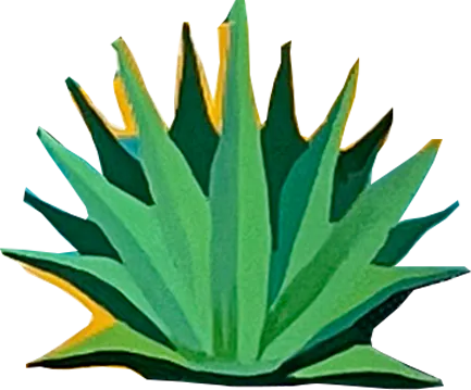 agave