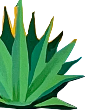 agave