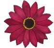 flor_rosa